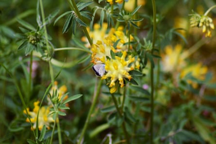 A Holly blue butterfly rests on a yellow kidney vetch.