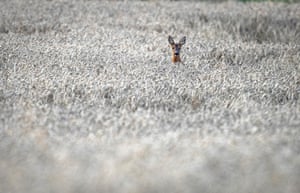 A cabeça e o pescoço de um cervo são vistos acima do trigo no meio de um campo