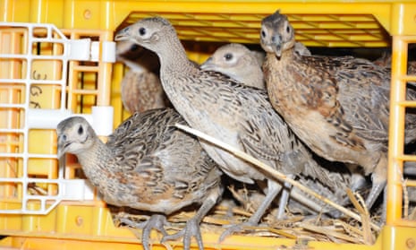 Pheasant poults are transferred from farm to pen in preparation for release into the wild