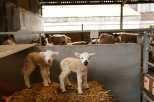 Newborn spring lambs at Nethermorton farm, Moreton Morrell College