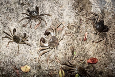 mitten crabs in the sea against a rock