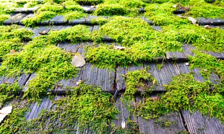 Ask Alys Fowler Can I Replant Moss From A Roof Under A Tree Gardening Advice The Guardian