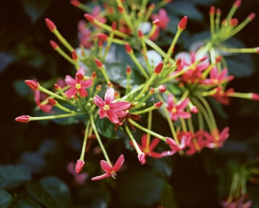 Photograph of a red tropical flower in Grenada by film-maker and artist Steve McQueen