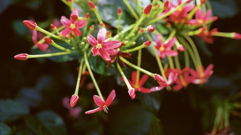 Pink flowering plant from Steve McQueen's Bounty