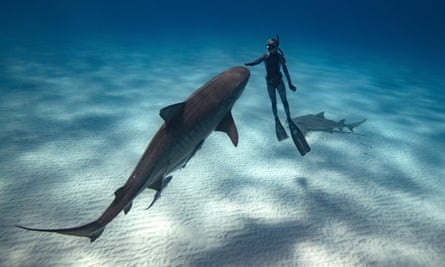 Ocean Ramsey, a Hawaii-based shark conservationist, has pushed for a bill that would ban killing sharks.