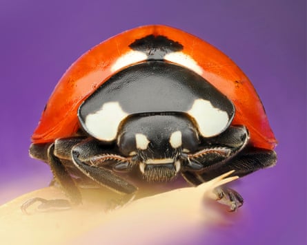 A ladybug by Marit van Ekelenburg.