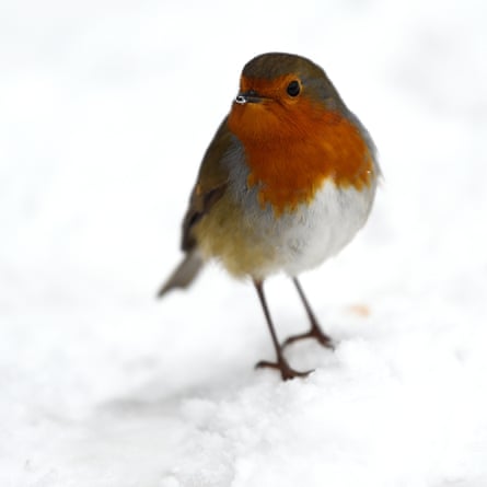 Food search for a robin in Dublin