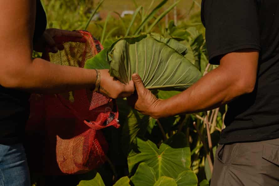Two people, seen only at the waist, harvest leaves into a red loosely woven bag.