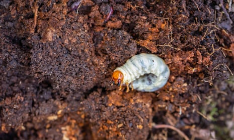 What is a Lawn Worm: Unveiling Earth's Hidden Diggers