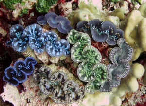 Rare giant clams in the Palmyra Atoll and Kingman Reef national wildlife refuge, part of the Pacific Remote Islands Marine National Monument in the Pacific, south of Hawaii.
