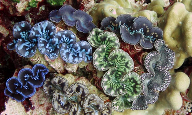 Rare giant clams in the Pacific Remote Islands marine national monument south of Hawaii.