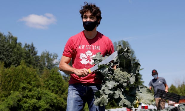 Canada’s prime minister, Justin Trudeau, harvests broccoli at an Ottawa food bank farm last week.