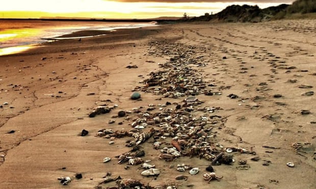 Thousands of dead and dying crabs have been found on beaches in the north-east of England.