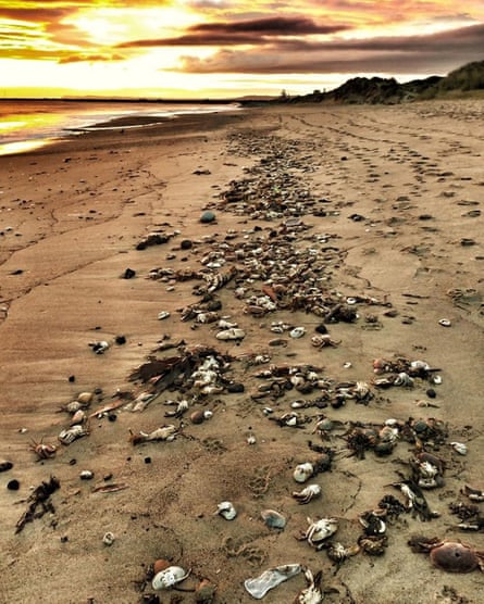 Hundreds of dead crabs on the beach at Seaton Carew, Hartlepool, in October 2021.