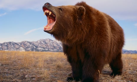 Animal attraction: Bear, the controversial story of one woman's sexual  awakening | Books | The Guardian