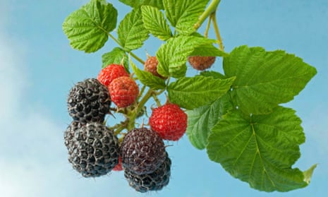 Raspberries running riot? Here's how to stop them | Gardening advice | The Guardian
