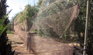 Nets used for trapping songbirds