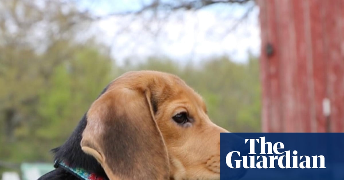 Hundreds of dogs to be sent to rescue as US beagle research facility shuts down