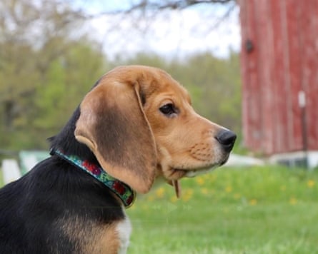 A close-up shot of beagle