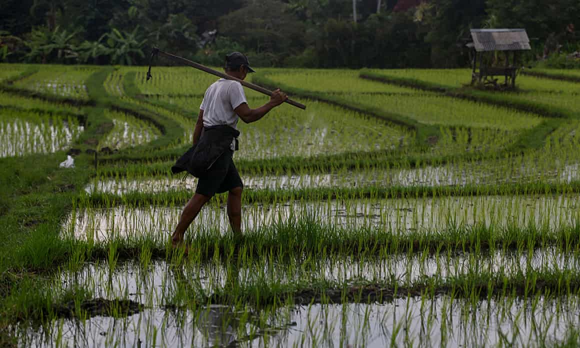 A rice farme in Bali, Indonesia
