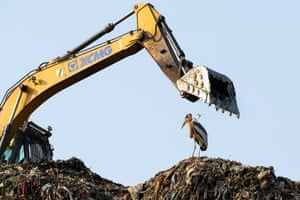 Conservation Single Image. Vanishing Species. ‘The Greater Adjutant is a near threatened species with a population of fewer than 1,500 mature individuals left in the wild. It was very sad to see such a rare bird struggling for food at this rubbish dump’