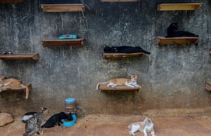 Cats lounging at the Rumah Kucing Parung shelter in Bogor, West Java, Indonesia. Dita Agusta established the shelter for stray and abandoned cats in 2014. She now takes care of more than 800 cats in the shelter
