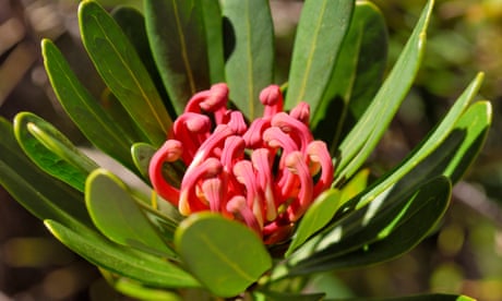 Tasmanian Waratah (Telopea truncata) native to southeastern Australia, Cradle Mountains, Tasmania, Australia<br>Tasmanian Waratah (Telopea truncata).