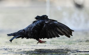 A pigeon bathes in a water fountain