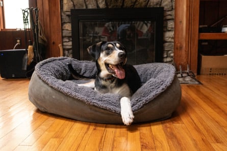 A dog resting on an Orvis ComfortFill-Eco Wraparound Dog Bed with Fleece