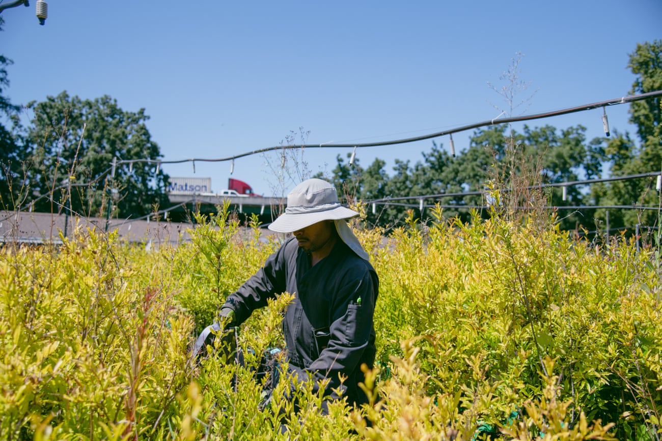 Holmes tends to plants in view of the interstate overpass.
