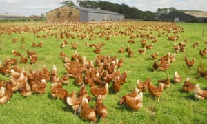 chicken