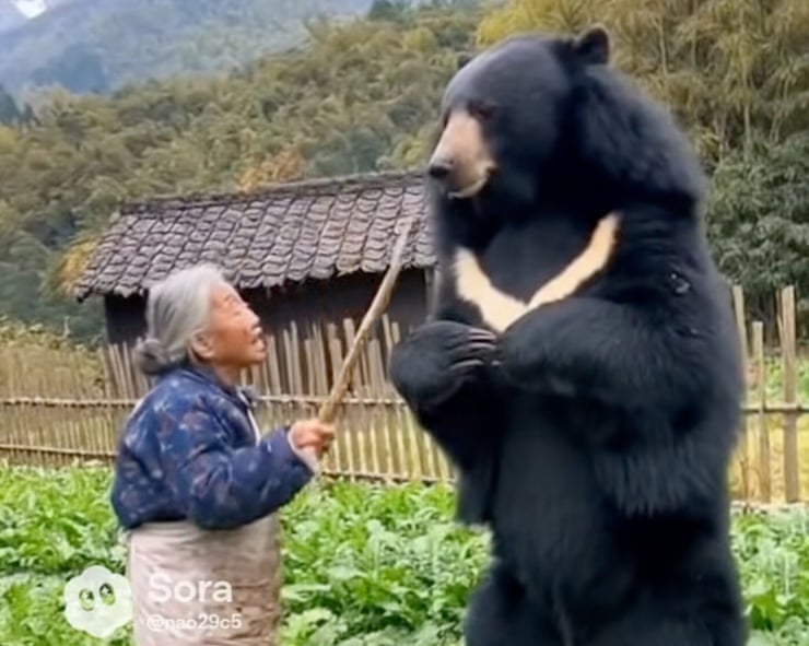Amid Japan’s surge in bear attacks, a torrent of AI-generated videos is adding to anxiety Amid Japan’s surge in bear attacks, a torrent of AI-generated videos is adding to anxiety