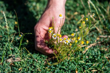 The hand of a man picking small white and yellow flowers from the ground