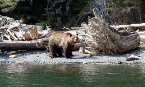 The presence of grizzly bears, like Mali pictured here, along the scattering of islands in British Columbia’s Broughton archipelago has become a cause of concern for locals and conservation officers.
