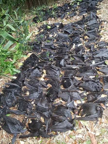 Some of the thousands of spectacled flying foxes who succumbed to heat stress near Cairns