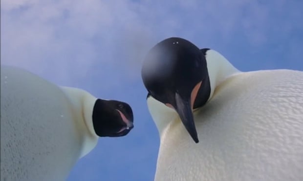 World Penguin Day Quiz Test Your Knowledge Of Our Flightless Friends Animals The Guardian World Penguin Day Quiz Test Your Knowledge Of Our Flightless Friends Animals The Guardian