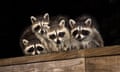 four raccoons