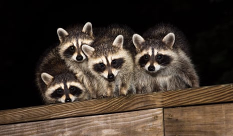 four raccoons