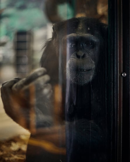 Bizarre! Monkey with human-like face baffles social media, Environment  News