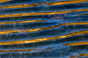 Other animals category runner-up: Curious Glances