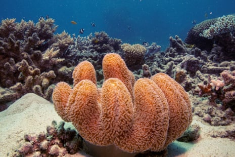 A colony of mushroom leather coral grows on the Great Barrier Reef off the coast of Cairns