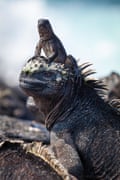 A baby marine iguana rests on the head of an adult