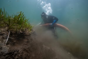 A diver dredges thick layers of organic matter from the bottom of Crystal River.