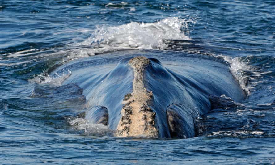 A North Atlantic right whale at the surface.