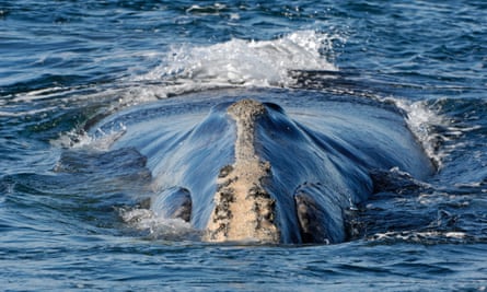 A North Atlantic right whale at the surface.