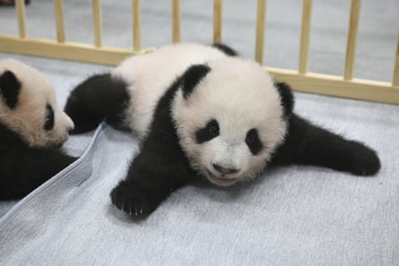 The giant panda twins, male Xiao Xiao, right, and female Lei Lei, 103 days after they were born at Ueno zoo in Tokyo in October 2021.