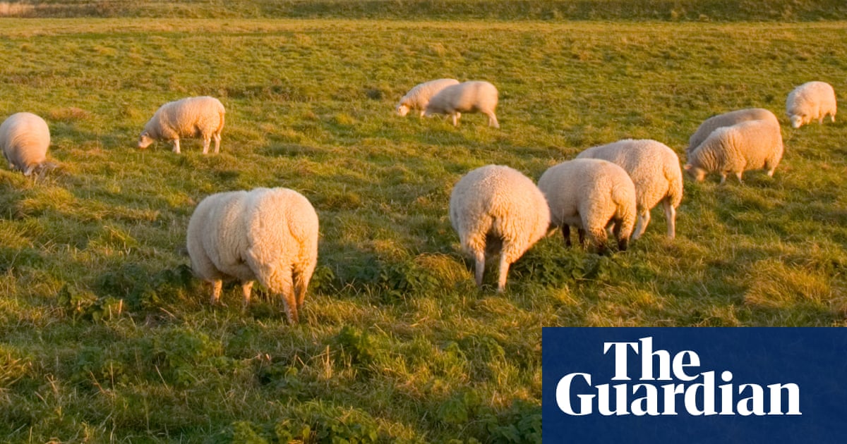 We don't call them woolly maggots': how wildlife campaigners put sheep at heart of rewilding plans