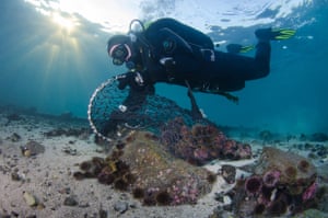 A diver collecting some of the 80 billion urchins that have ravaged kelp forests along Norway’s coastline.