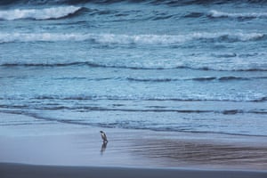A yellow-eyed penguin returning to shore at dusk.