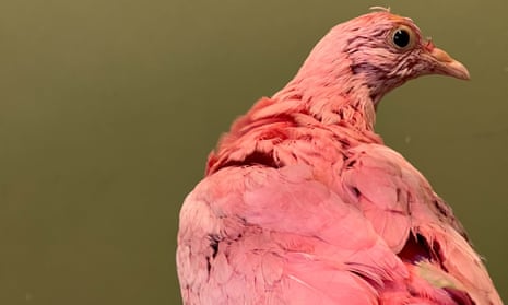 Chim bồ câu hồng là biểu tượng của niềm hy vọng và niềm vui trong tiết lộ giới tính con của bạn. Hãy xem những hình ảnh đáng yêu của những chú bồ câu xinh xắn này.